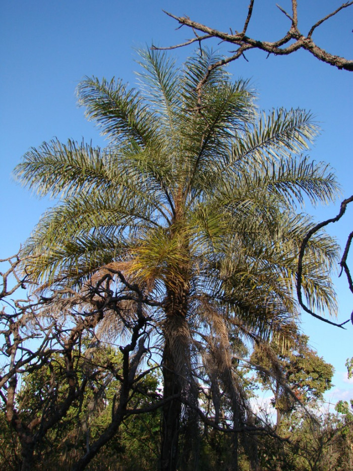 마코야자 - macaw palm, grugru palm, macaúba palm, coyol palm, Acrocomia aculeata