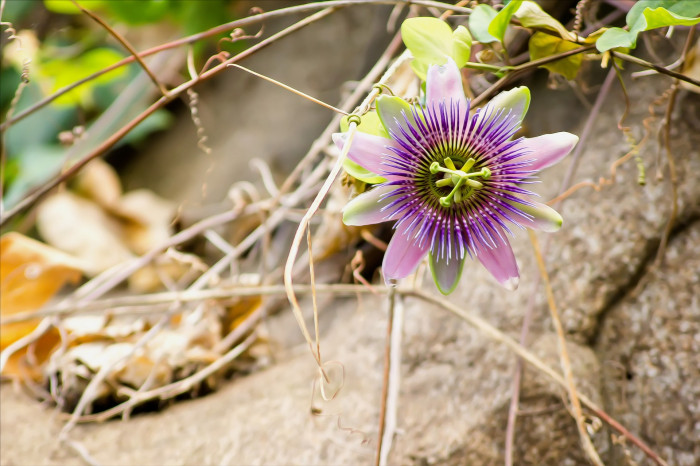 시계초 - passion flower, Passiflora caerulea
