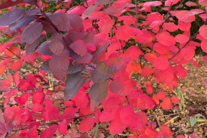 안개나무 - Smoke bush, Smoke tree, Cotinus coggygria L.