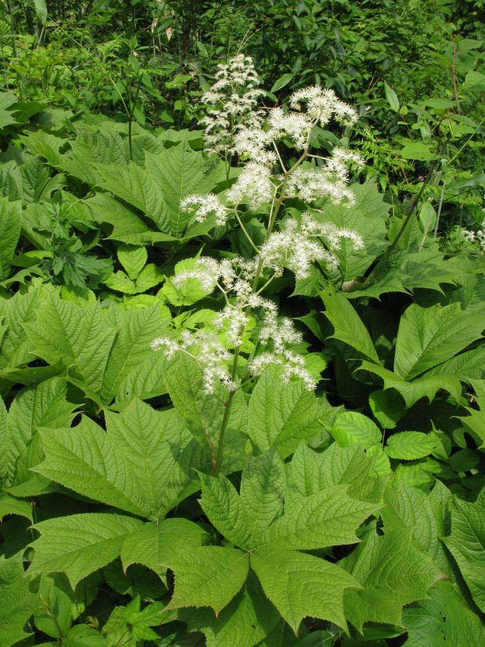 도깨비부채 - Rodgersia podophylla A.Gray