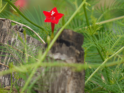 유홍초 사진 - Quamoclit pennata (Desr.) Bojer Photos