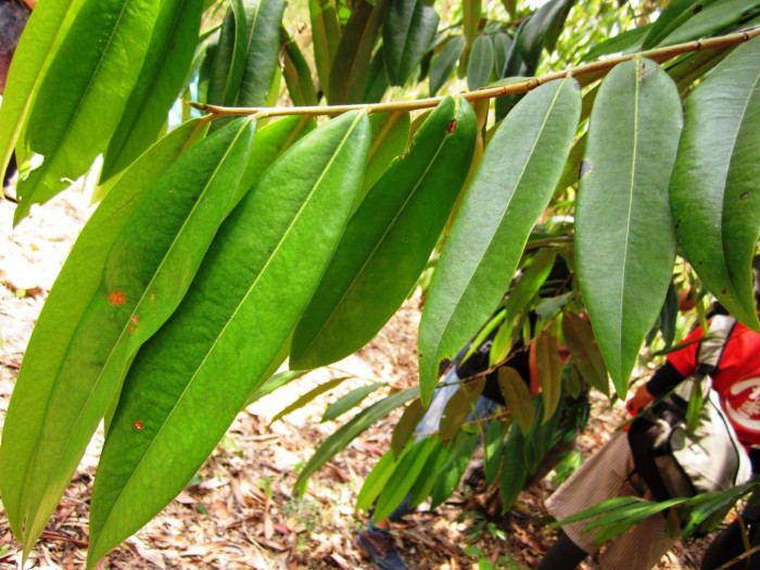 흑단나무 - Eboni Plant, Diospyros celebica Bakh.