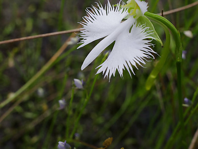 해오라비난초 사진 - Habenaria radiata (Thunb. ex Murray) Spreng. Photos