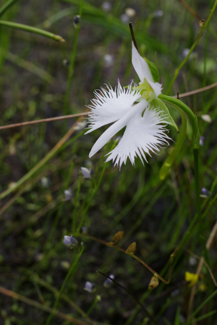 해오라비난초 - Bird flower, Habenaria radiata (Thunb. ex Murray) Spreng.