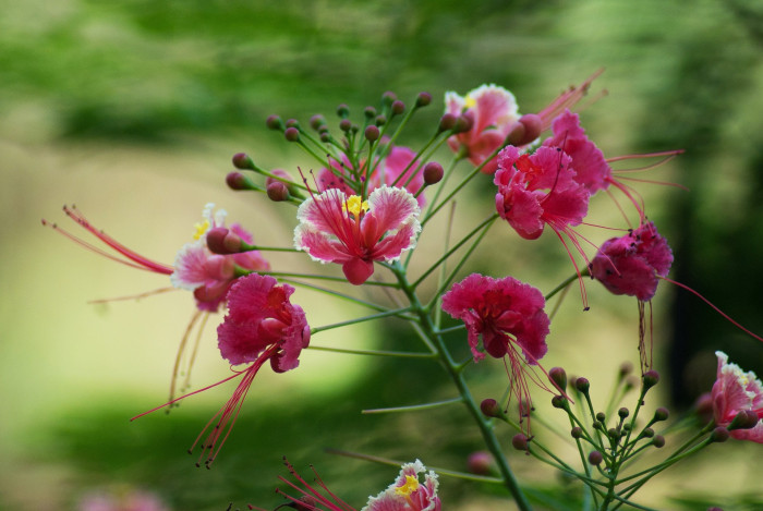 공작화 - Peacock Flower, Poinciana, Red Bird of Paradise,Dwarf Poinciana, Caesalpinia pulcherrima (L.) Sw