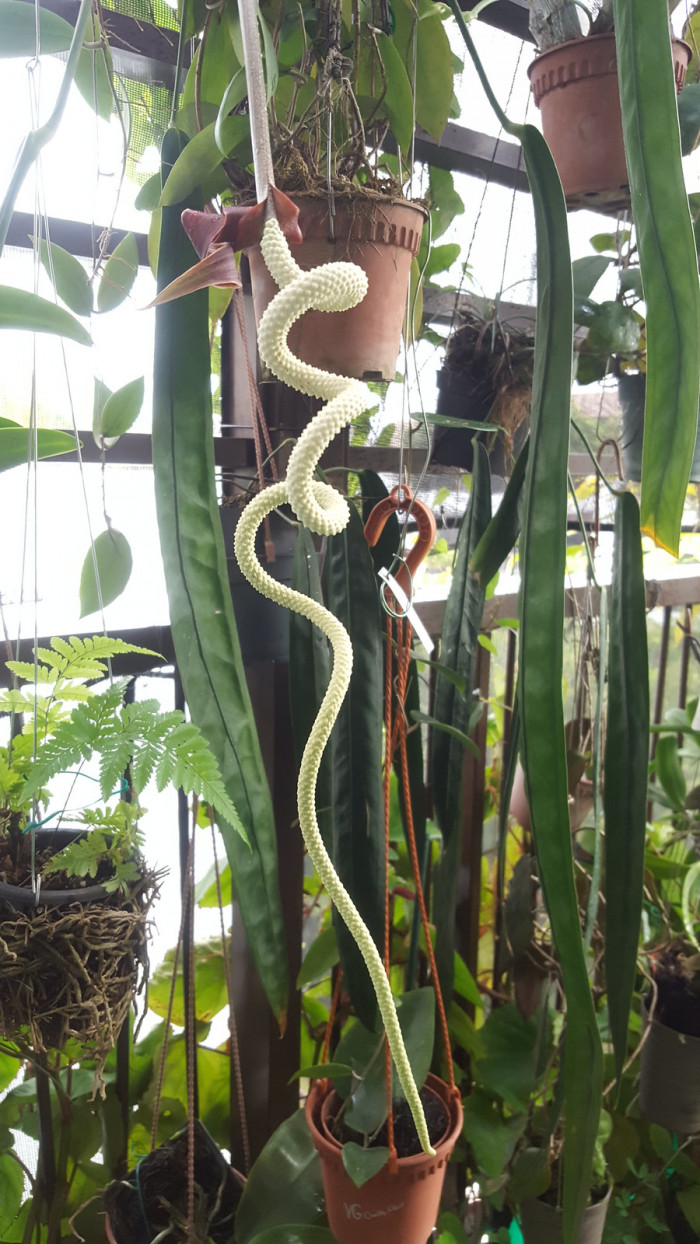안수리움 웬들링게이 - Spiral Anthurium, Anthurium wendlingeri GM. Barroso