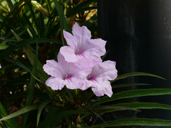 루엘리아 - Mexican petunia, Ruellia brittoniana