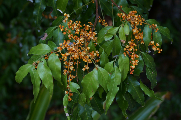 당근나무 - fine-leaved tuckeroo, Lepiderema pulchella