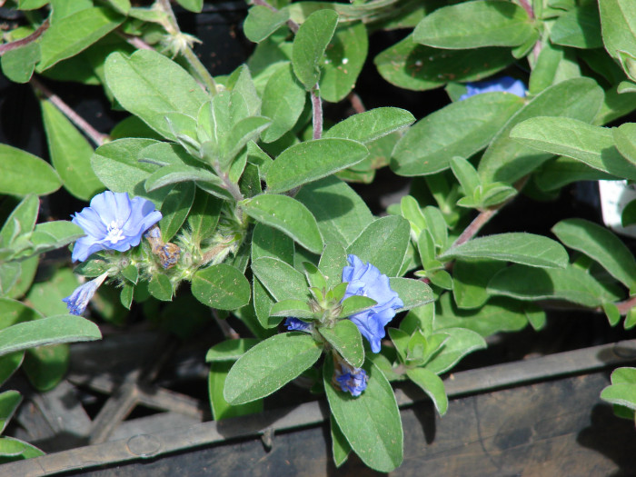 아메리칸블루 - American blue, blue daze, Evolvulus giomeratus