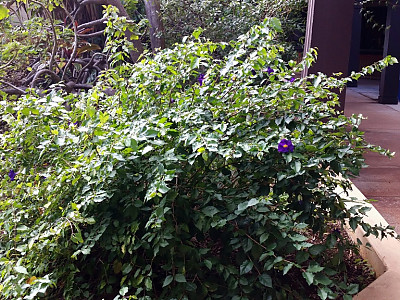 툰베르기아 사진 - Thunbergia erecta Photos