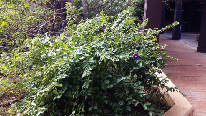 툰베르기아 - Kings mantle, Thunbergia erecta