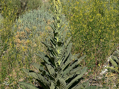 우단담배풀 사진 - Verbascum thapsus L. Photos