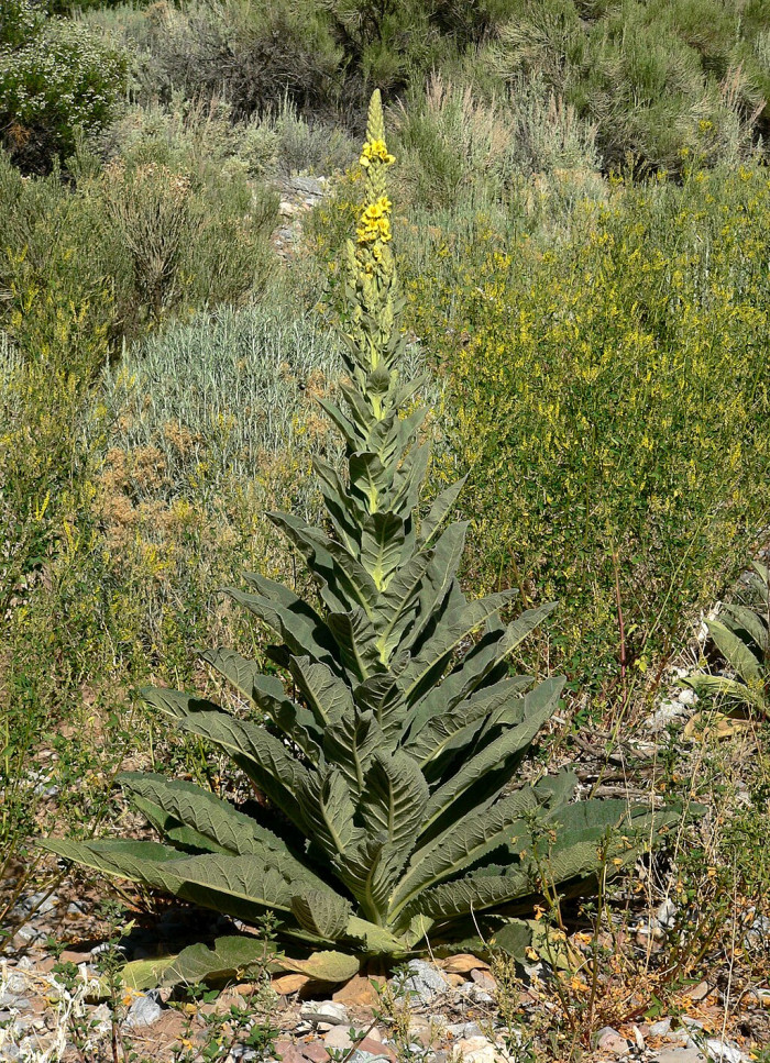우단담배풀 - Verbascum thapsus L.
