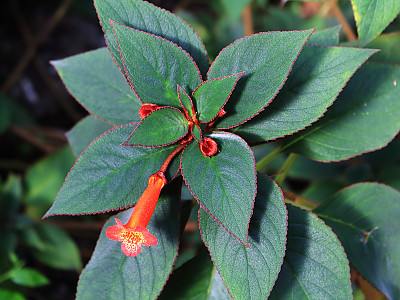코레리아 사진 - Kohleria spp. Photos