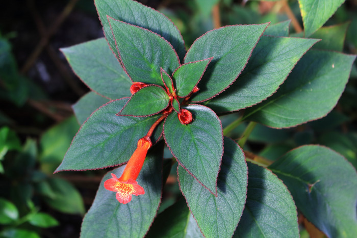 코레리아 - Manchu, Kohleria spp.