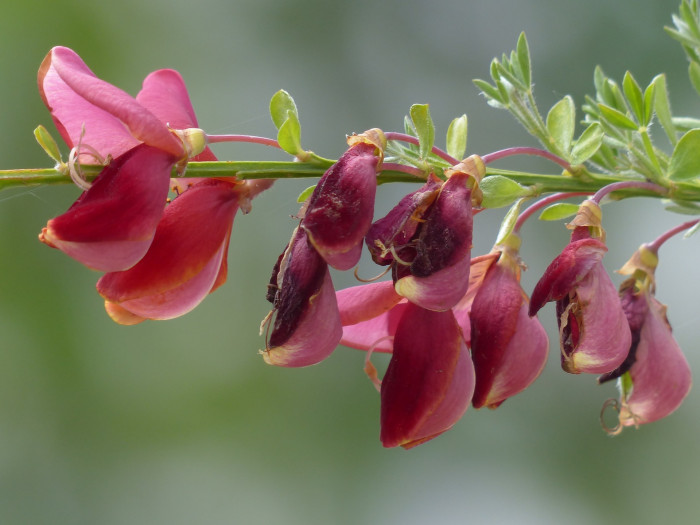 양골담초 - Cytisus scoparius (L.) Link