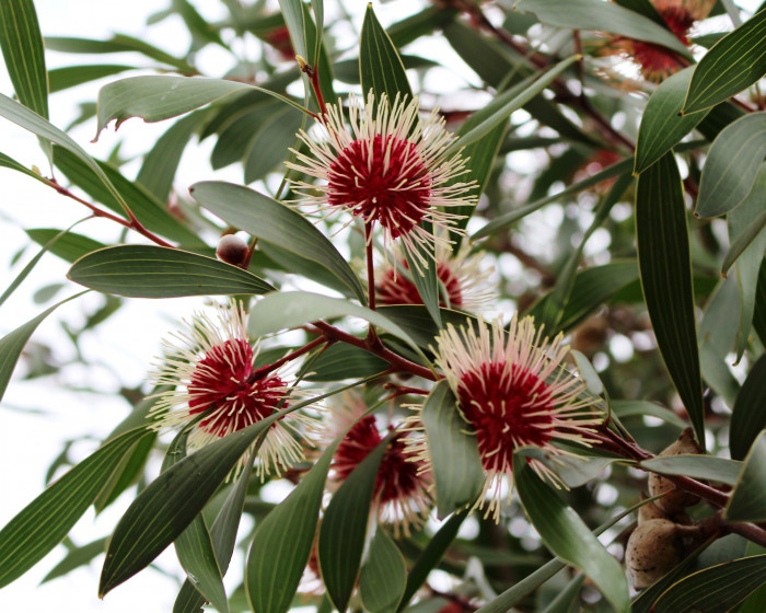 하키아 - Kodjet, Pincushion Hakea, Hakea laurina