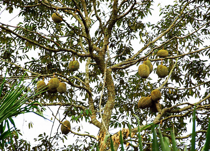 두리안 - Durian, King of Fruit, Durio zibethinus Murr