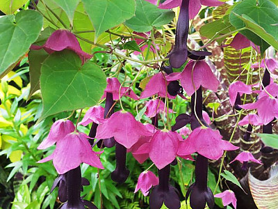 로도치톤 사진 - Rhodochiton Atrosanguineus Photos