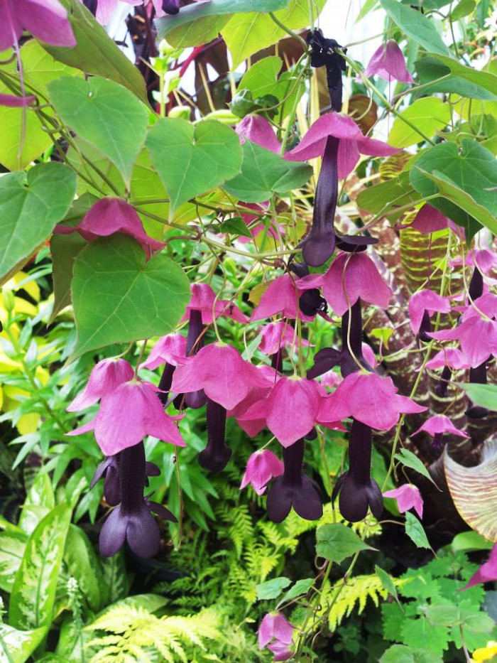 로도치톤 - Purple bell vine, Rhodochiton Atrosanguineus