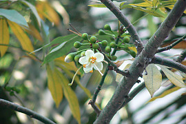 세이보나무 - Ceiba pentandra ( L. ) Gaertn.