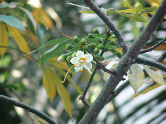 세이보나무 - Kapok, Ceiba. Java cotton, Java kapok, silk-cotton, Ceiba pentandra ( L. ) Gaertn.