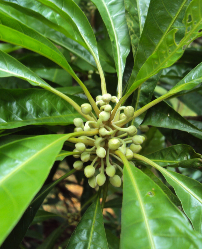 계란과일 - Egg Fruit, Pouteria campechiana
