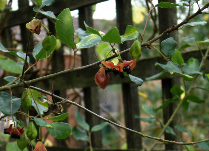 크리노덴드론 파타구아 - Patagua, Lily of the valley tree, Crinodendron patagua