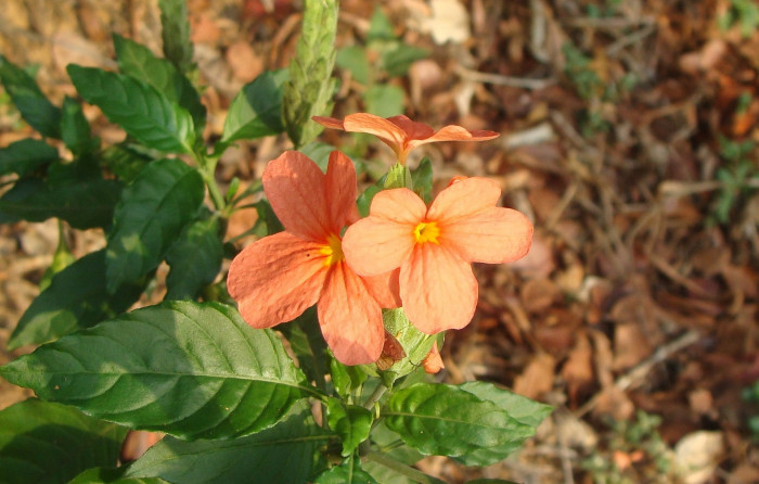 크로산드라 - Firecracker Flower, Firecracker Plant, Crossandra, Crossandra infundibuliformis (L.) Nees
