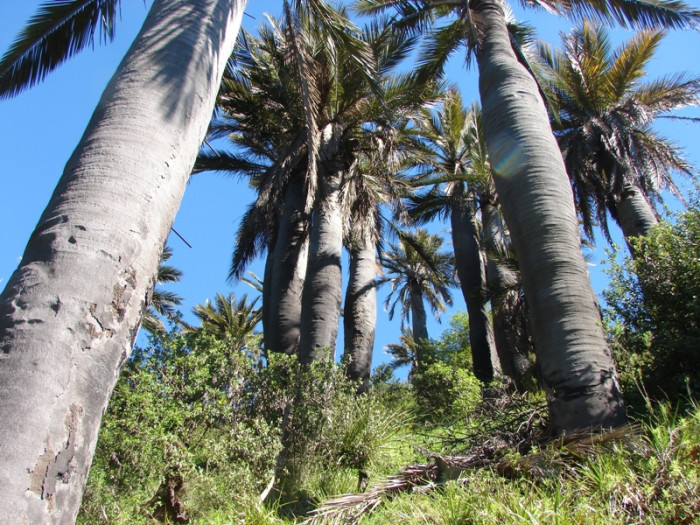 칠레와인야자 - Chilean wine palms, Jubaea chilensis (Mol.) Baill.