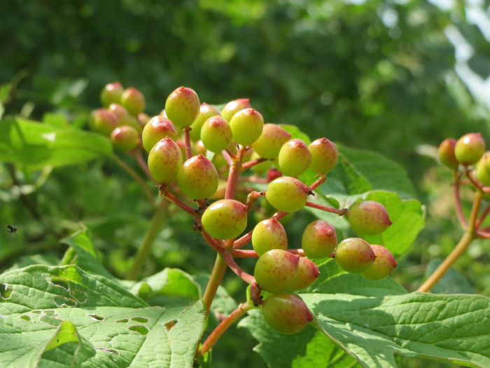백당나무 - Viburnum opulus L. var. calvescens (Rehder) H. Hara