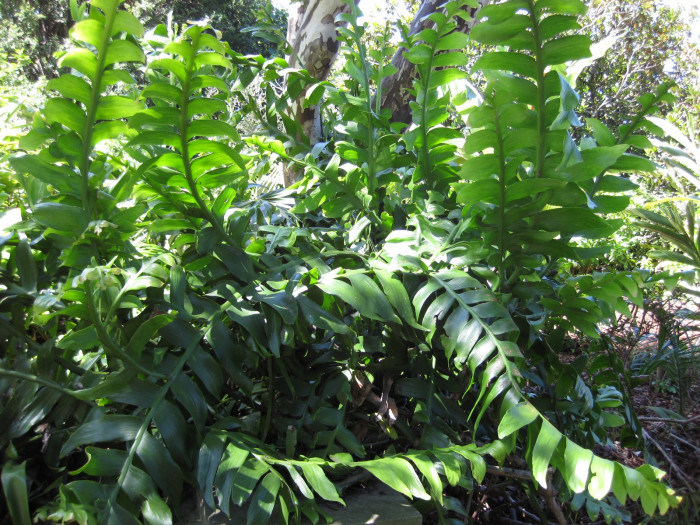 크리소카디움 - Fernleaf Cactus, Fern Leaf Orchid Cactus, Golden Heart Epiphyllum, Selenicereus chrysocardium