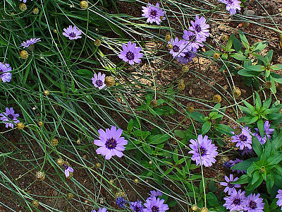 카타난체 사진 - Catananche Caerulea Photos