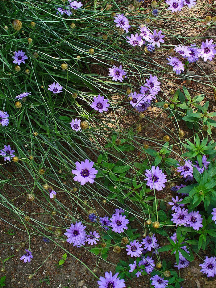 카타난체 - Catananche Caerulea