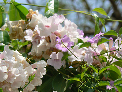 마늘덩굴 사진 - Mansoa alliacea Photos