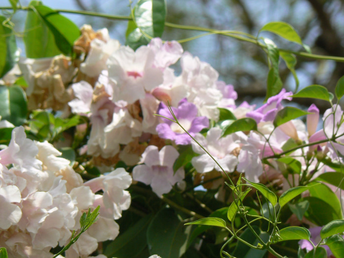 마늘덩굴 - Garlic Vine, Wild Garlic, Ajo Sacha, Amethyst Vine, Mansoa alliacea