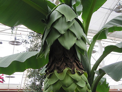 스노우 바나나 사진 - Ensete glaucum Photos