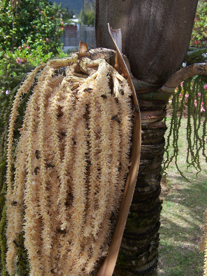 수염 야자 - barbel palm, Acanthophoenix rubra