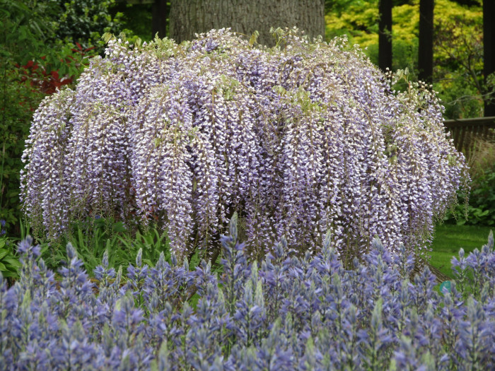 등나무 - Japanese Wisteria, Wisteria floribunda (Willd.) DC. for. floribunda