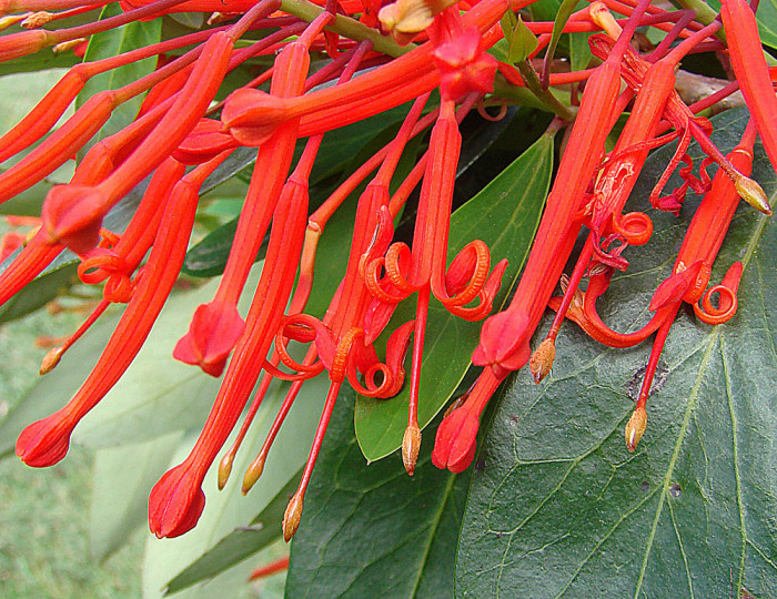 칠레불꽃나무 - Chilean firetree, Chilean firebush, notro, ciruelillo, Embothrium coccineum