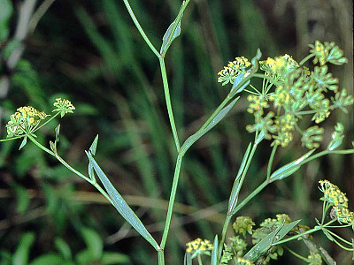 참시호 사진 - Bupleurum falcatum var. scorzoneraefolium (Willd.) Ledeb. Photos