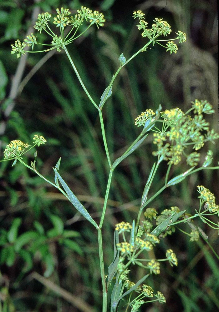 참시호 - Bupleurum falcatum var. scorzoneraefolium (Willd.) Ledeb.