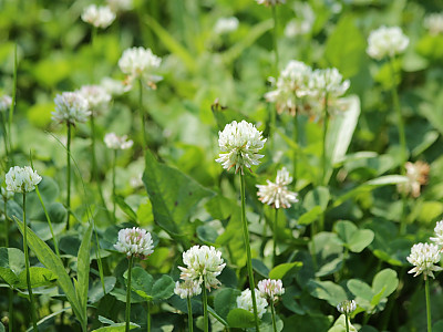 토끼풀 사진 - Trifolium repens L. Photos