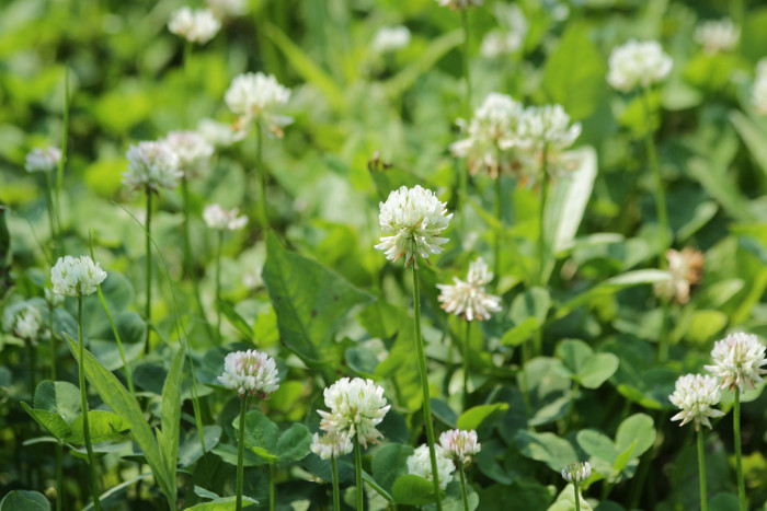 토끼풀 - clover, Trifolium repens L.
