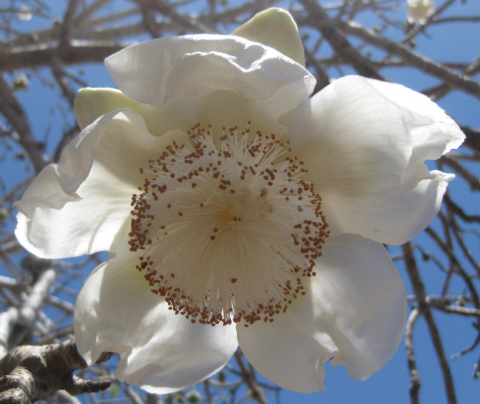 바오밥나무 - baobab tree, Adansonia digitata
