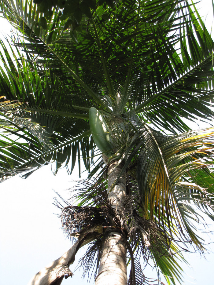 허리케인 야자 - Hurricane Palm, Princess Palm, Red Palm, Dictyosperma album