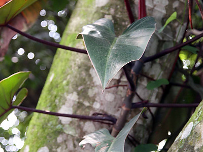 필로덴드론 에르베스센스 사진 - Philodendron erubescens Photos
