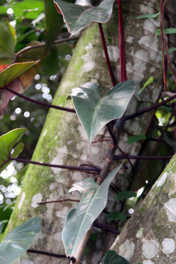 필로덴드론 에르베스센스 - Philodendron erubescens