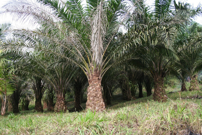 기름야자 - Oil palm, African Oil Palm, Elaeis guineensis