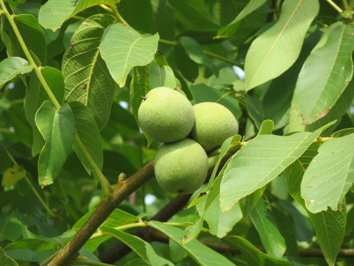 호도나무 - Juglans regia L.